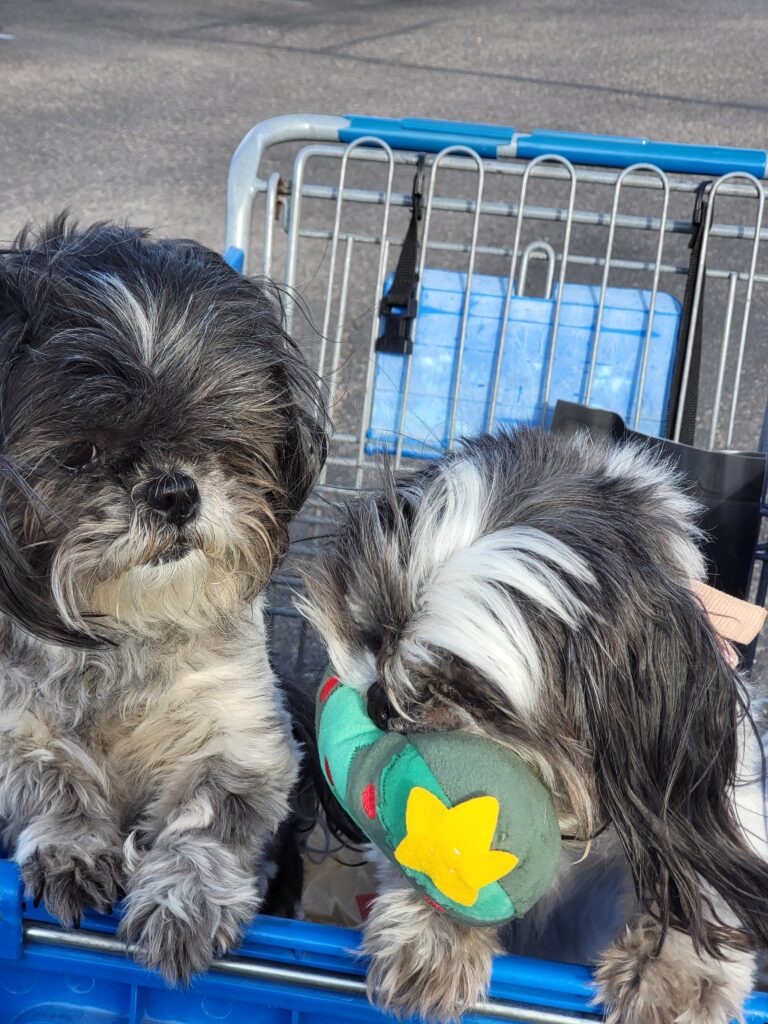 2 shih tzu dogs in a Pet Smart basket in Tucson, AZ with a toy in their mouth