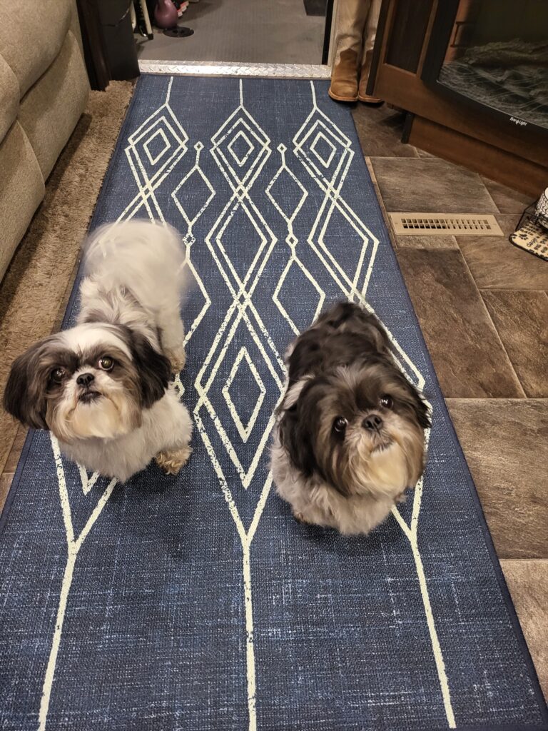 2 gery, black and white shih tzu dogs standing on a navy and white rig from ruggables
