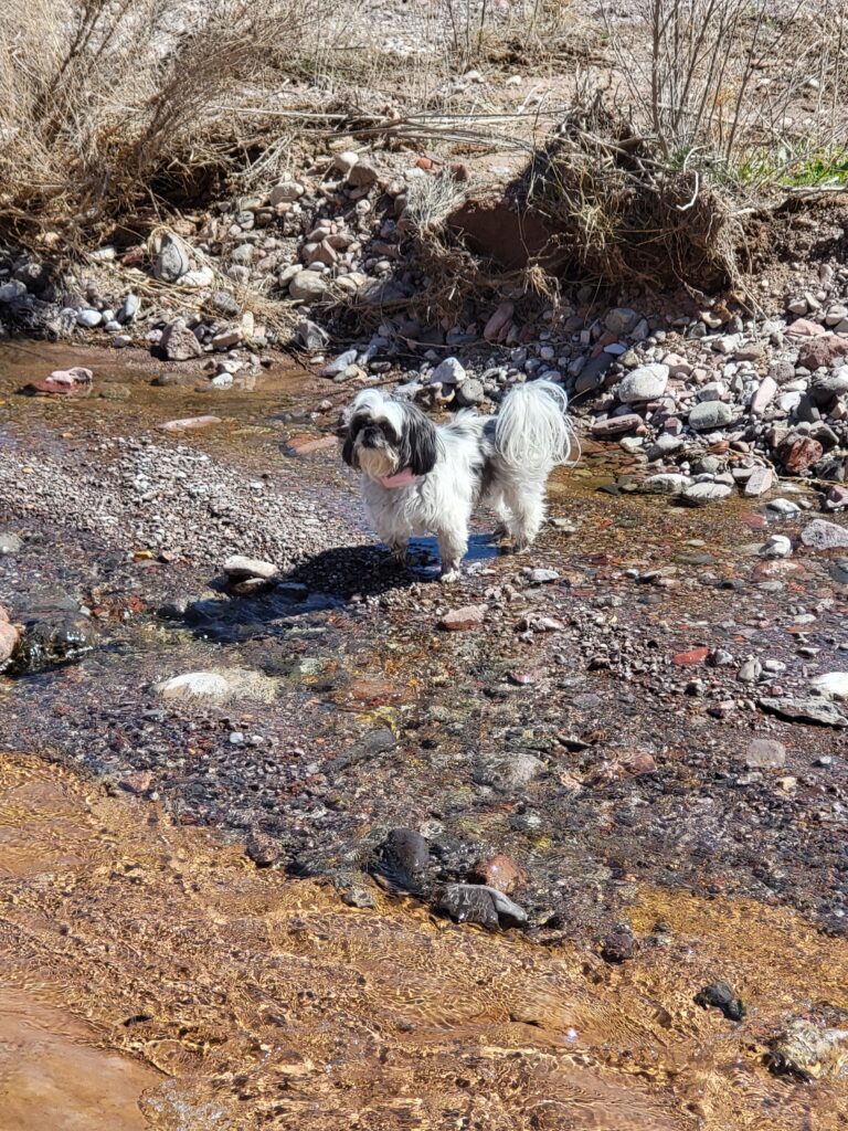 Ellie Mae is a female black and white shih tzu dog standing in the middle of a creek in the water