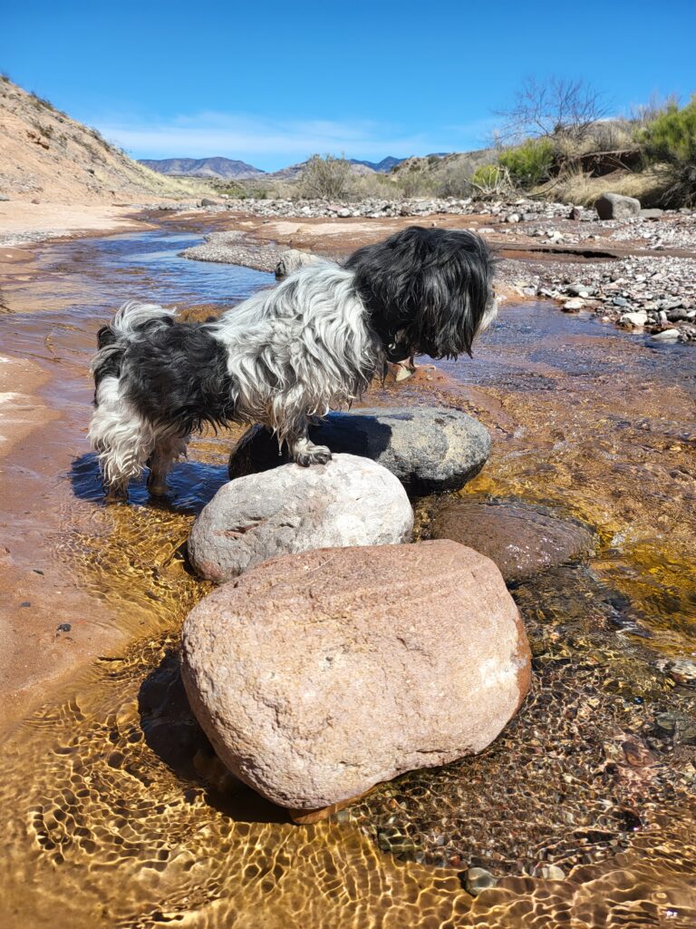 Elcie is a female shih tzu dog standing on a rock in the stream