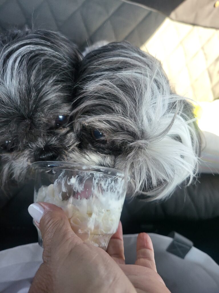 picture of two grey and white shih tzu dogs licking a cup of whip cream given by the coffee shop while in the drive thru