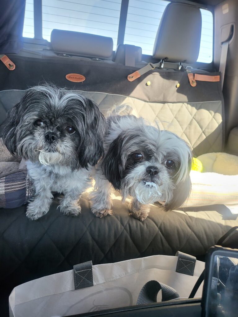 2 shihtzue female dogs riding in the back seat of a GMC Sierra truck. They just finished eating a pup cup full of whip cream from the coffee shop drive thru.
